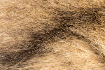 Wool on a cat as a background