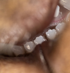 The teeth of the cat as a background