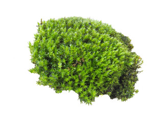 Fototapeta premium Green moss isolated on white background, clipping path