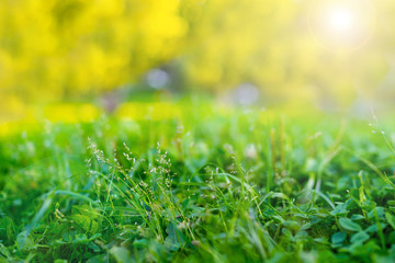 Summer and abstract nature background with grass green field