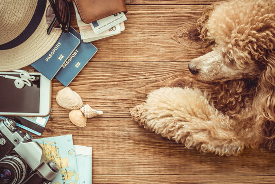 Looking image of the traveling concept, essential vacation items. Travel concept with a dog.