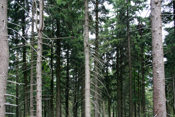Obraz premium Green forest