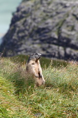 marmot alpine