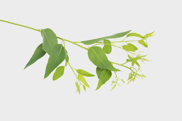 eucalyptus isolated on gray background with clipping path