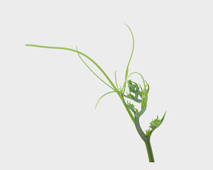 Green ivy plant  isolated on gray background, clipping path