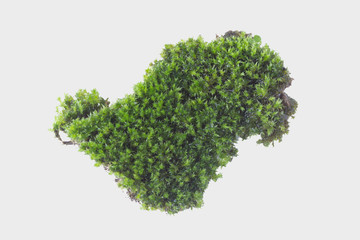 Fototapeta premium Green moss on gray background, clipping path
