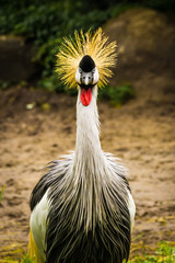 Fototapeta premium Grey Crowned Crane