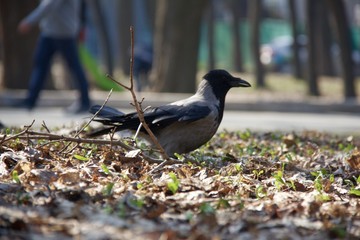 ворона