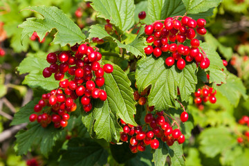 Fototapeta premium Ripe red viburnum berries on a bush in the sunlight
