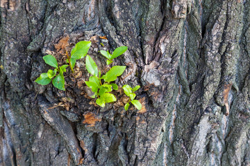 Young green sprouts and leaves on rough bark of an old tree