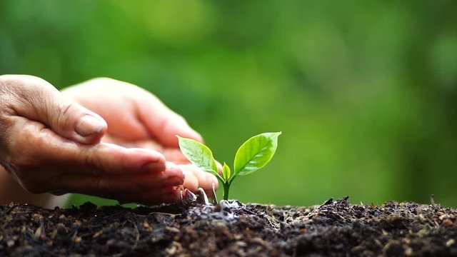 Plant a tree Watering a tree Coffee tree In nature 