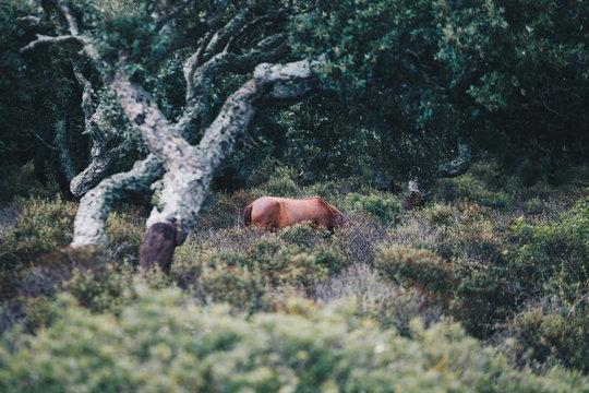 Wild horses grazing on grass in the Giara di Gesturi, Sardinia, Italy