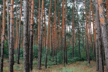 pine forest as a backdrop, beautiful and wild nature landscape