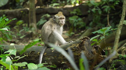 Monkey macaque in the rain forest. Monkeys in the natural environment. Bali, Indonesia. Long-tailed macaques, Macaca fascicularis.