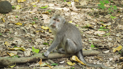 Naklejka na ściany i meble Monkey macaque in the rain forest. Monkeys in the natural environment. Bali, Indonesia. Long-tailed macaques, Macaca fascicularis.