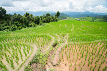 Fototapeta na wymiar transplant rice terrace seedlings field in Ban Pa Bong Piang, Chiagmai, the north of thailand
