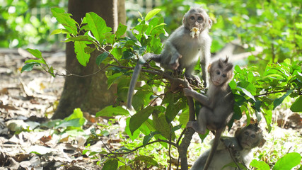 Monkey macaque in the rain forest. Monkeys in the natural environment. Bali, Indonesia. Long-tailed macaques, Macaca fascicularis.