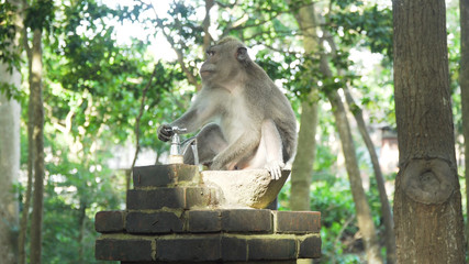 Monkey macaque in the rain forest. Monkeys in the natural environment. Bali, Indonesia. Long-tailed macaques, Macaca fascicularis.