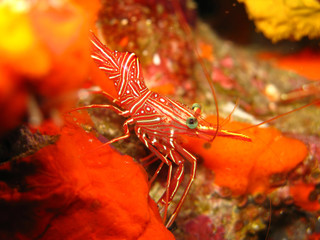 striped hinge-beak shrimp, Thailand