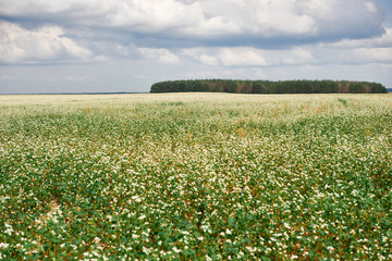 flower field, flowering buckwheat and forest far on the horizon, beautiful bright sky with clouds, beautiful summer landscape