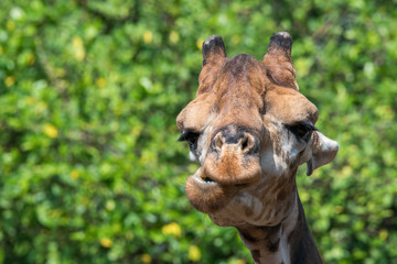 giraffe eat grass close up at head