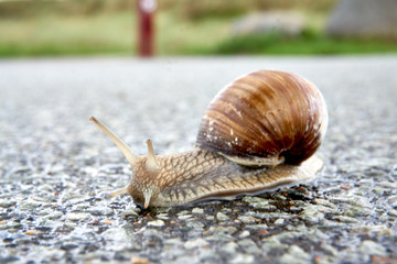 escargot after rain at a street