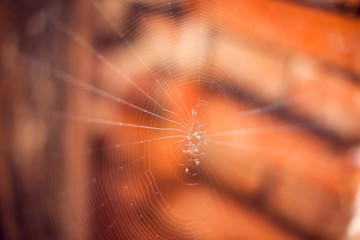 Spiderweb background, bright yellow sun light, network of spider, spring season, beauty of wild nature concept