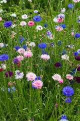 Background of wildflowers, meadow field