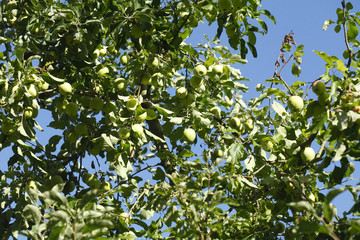 Reife Grüne Äpfel, Ast, Apfelbaum