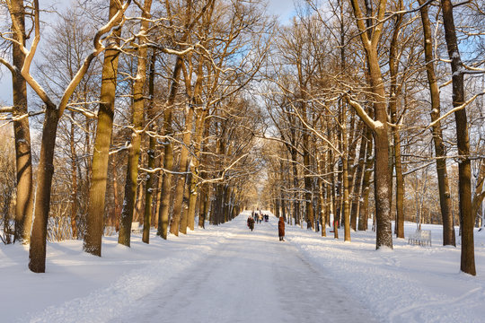 Alley in Catherine park at Tsarskoe Selo in winter. Pushkin. Saint Petersburg. Russia