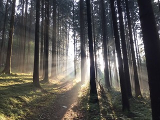 Sonnenstrahlen in nebeligem Wald
