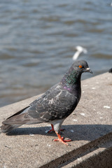 Pigeon with blur background