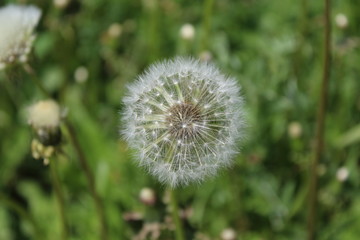 Dandelion