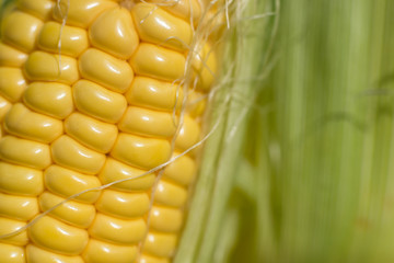 The texture of fresh yellow corn