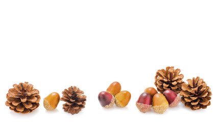 Vier Kiefernzapfen und acht Eicheln vor einem weißen Hintergrund