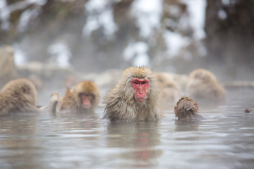 macaque monkey in a bath in japan