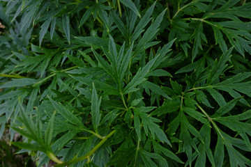 Paeonia anomala, veitchii, China