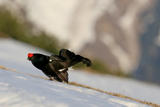 Spielhahn