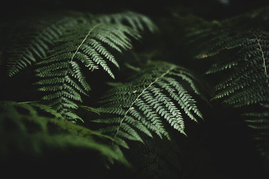 Fern After Rain