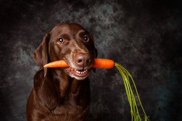 Brown Labrador Dog Holding Whole Carrot in Mouth Looking Mischevious