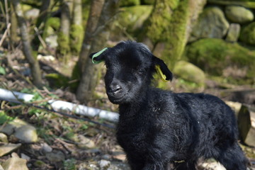 Young black lamb