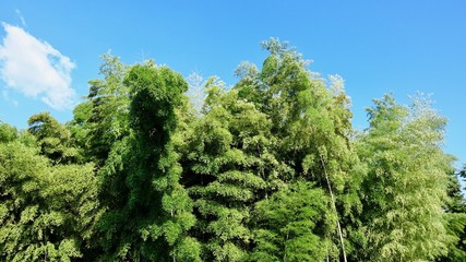 Bamboo, Bambus in der Natur