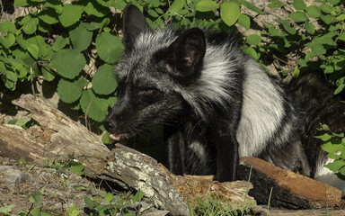 Naklejka premium Silver Fox Portrait