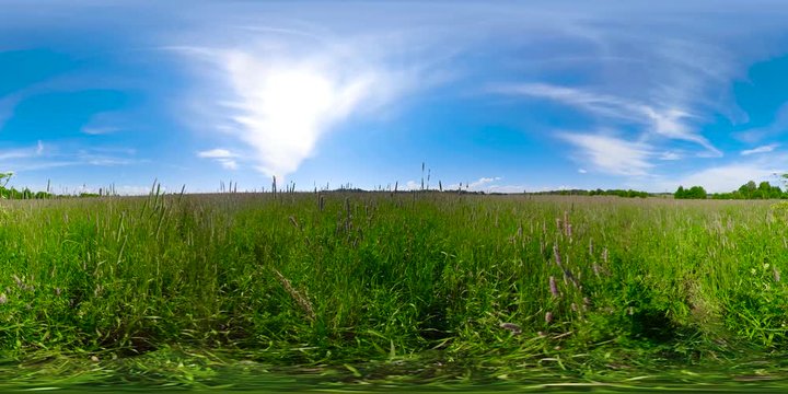 VR,360VR Field, meadow with wild plants and flowers on a summer sunny day