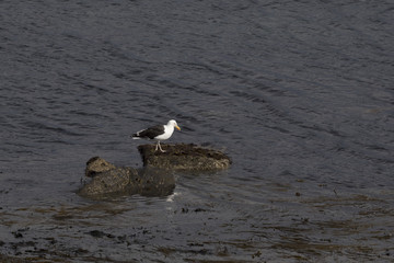 Möwe