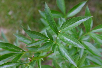 Paeonia, Primavere