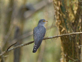 African cuckoo, Cuculus gularis