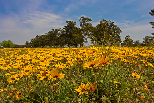 Field of yellow wild spring daisies