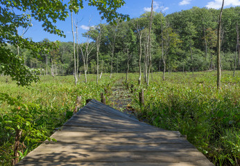 Twisted wooden bridge over a marsh deep in the forest - obrazy, fototapety, plakaty