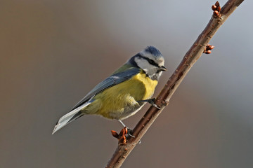 Fototapeta premium Blaumeise